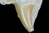 Bargain Otodus Shark Tooth Fossil In Rock - Eocene #86984-1